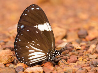 Euploea radamanthus radamanthus