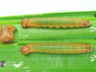 Suastus gremius gremius