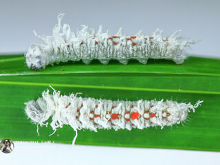 Gangara thyrsis thyrsis