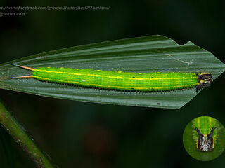 Elymnias patna patna