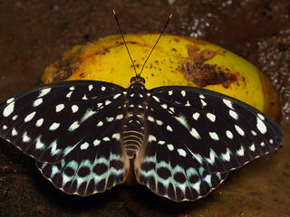 Lexias albopunctata albopunctata