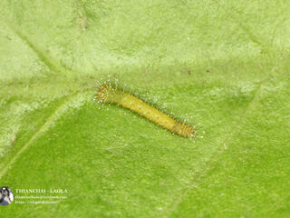 Hebomoia glaucippe glaucippe