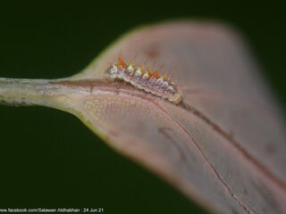 Ticherra acte liviana