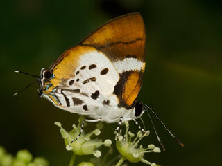 Araotes lapithis lapithis