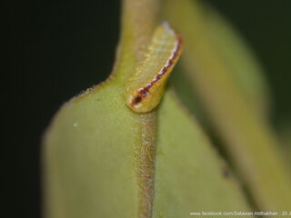 Dacalana burmana burmana