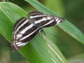 Neptis sankara guiltoides