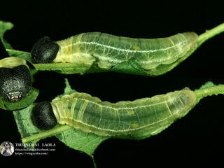 Celaenorrhinus leucocera