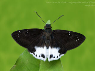 Tagiades waterstradti talanga