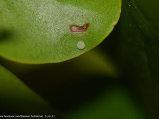 Tajuria yajna selangorana