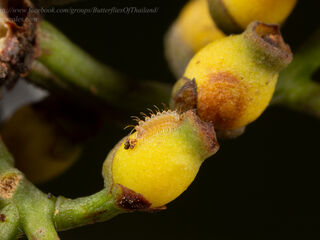 Creon cleobis cleobis