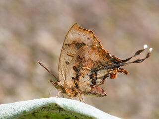 Cheritrella truncipennis
