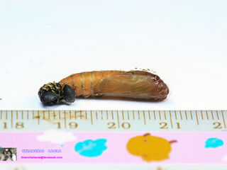 Pithauria stramineipennis stramineipennis