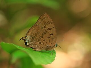 Arhopala silhetensis silhetensis