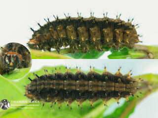 Junonia lemonias lemonias