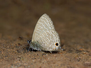 Ionolyce helicon merguiana