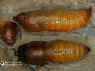 Coladenia indrani uposathra