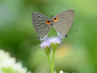 Jamides ferrari evansi