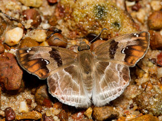 Abaratha angulata angulata