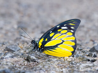 Prioneris thestylis thestylis