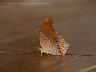 Terinos clarissa malayana