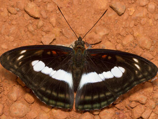 Athyma selenophora bahula