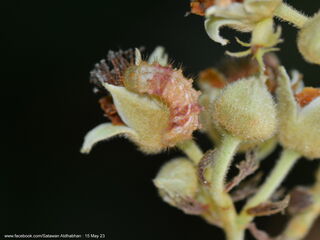 Sinthusa malika amata