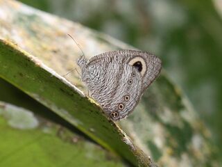 Ypthima fasciata torone