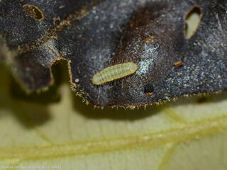 Flos anniella anniella