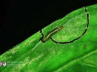 Celaenorrhinus leucocera