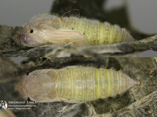 Pseudocoladenia fabia