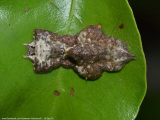 Jacoona anasuja anasuja