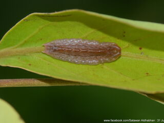 Dacalana burmana burmana