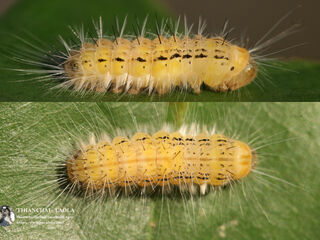 Poritia erycinoides elsiei