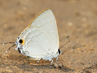 Rapala iarbus iarbus