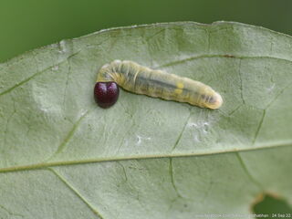 Celaenorrhinus asmara asmara