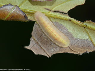 Arhopala muta maranda