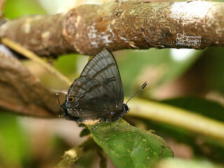 Rapala rhoecus rhoecus