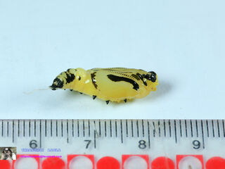 Delias hyparete indica