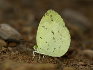 Pieridae (วงศ์ผีเสื้อหนอนกะหล่ำ)