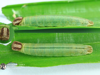 Suastus gremius gremius