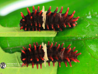 Pachliopta aristolochiae goniopeltis