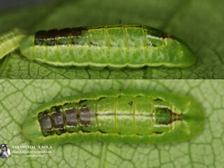 Anthene emolus emolus