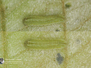 Luthrodes pandava pandava