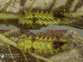 Rapala pheretima petosiris