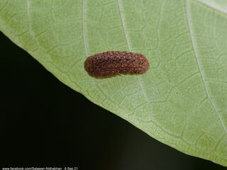 Iraota distanti distanti