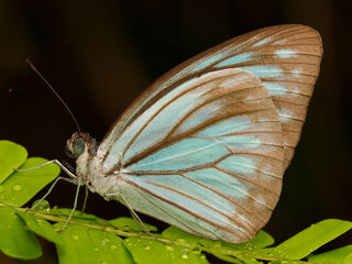 Pareronia anais anais