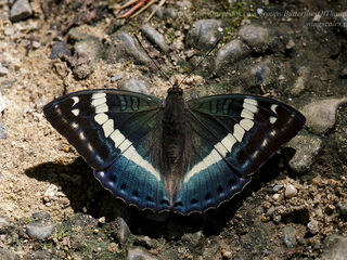 Euthalia franciae raja