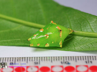 Cynitia lepidea cognata