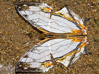 Cyrestis thyodamas thyodamas