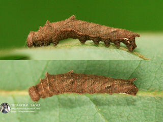 Pantoporia paraka paraka